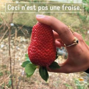 no fraise
